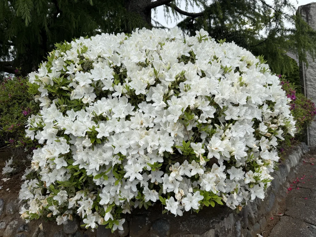 宗関寺のつつじ