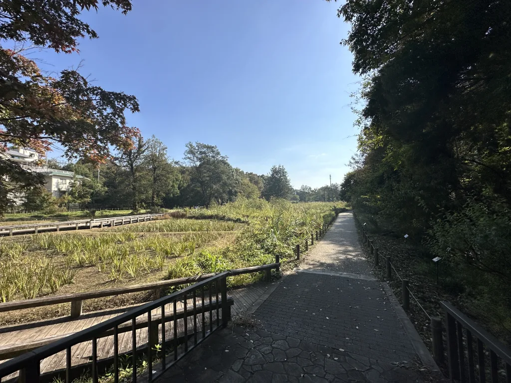 深大寺城址横にある水生植物園の道