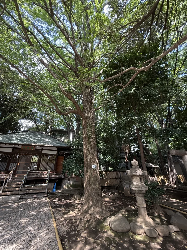 天祖神社の木