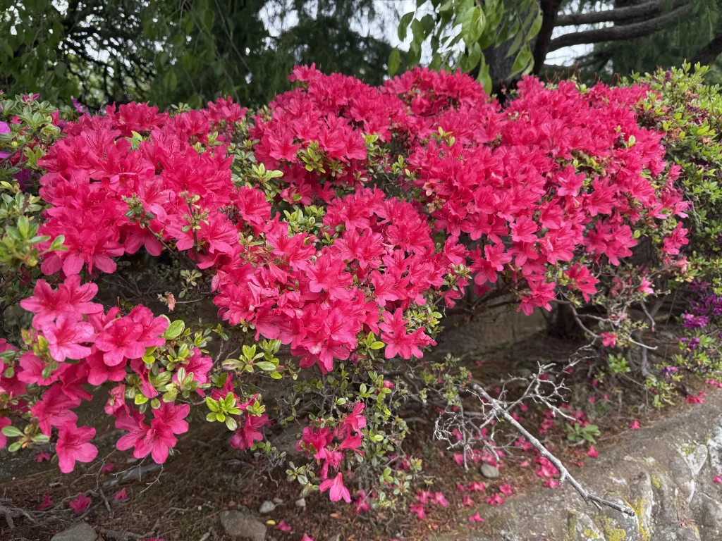 宗関寺のつつじ