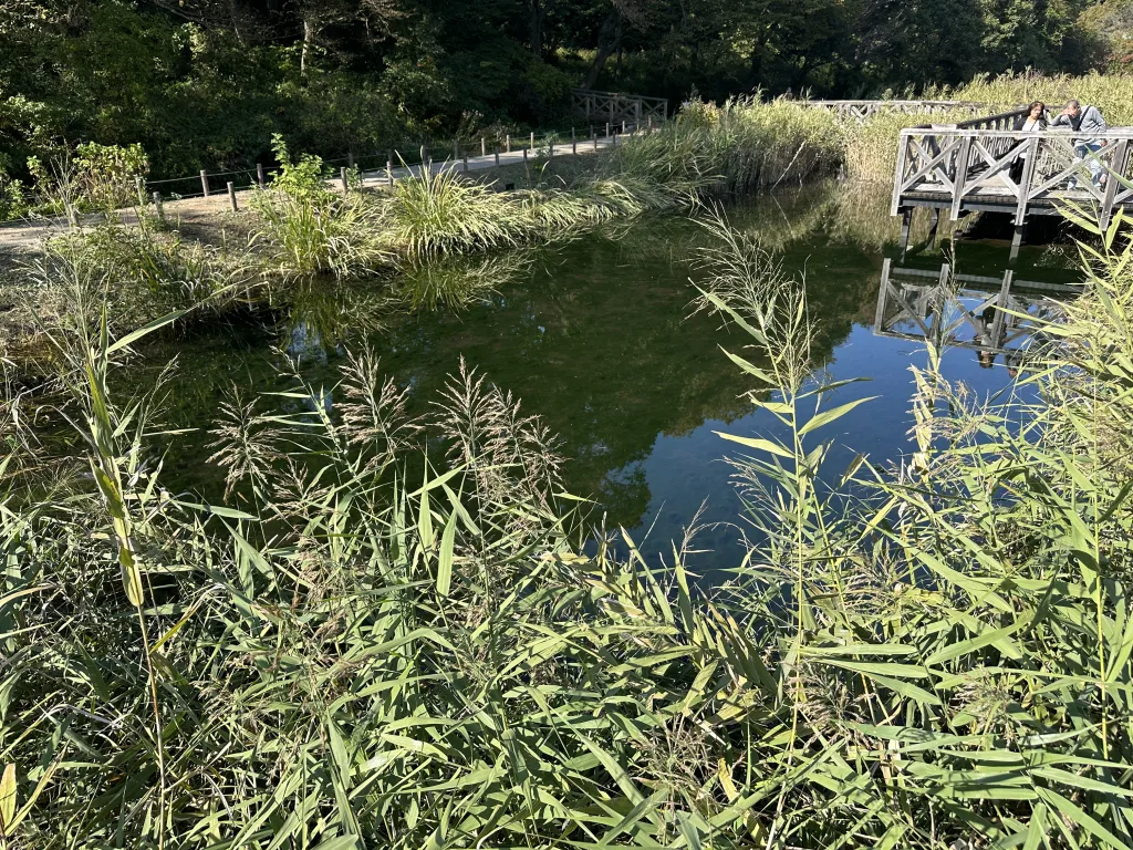 水生植物園の池