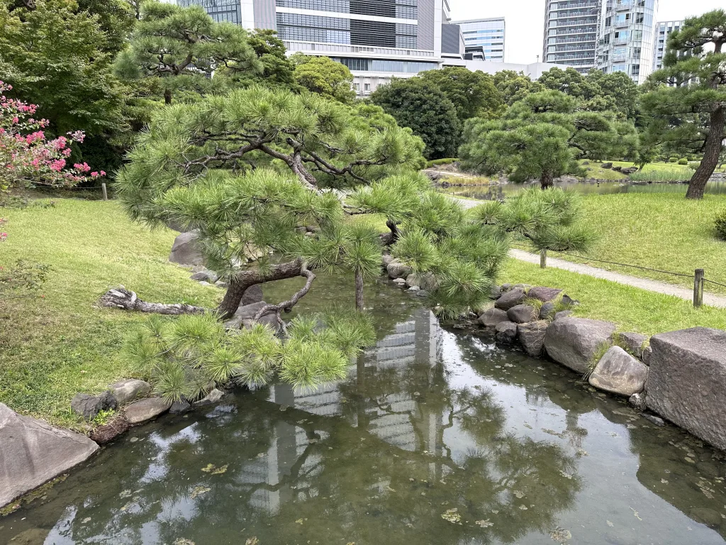 旧芝離宮恩賜庭園の松