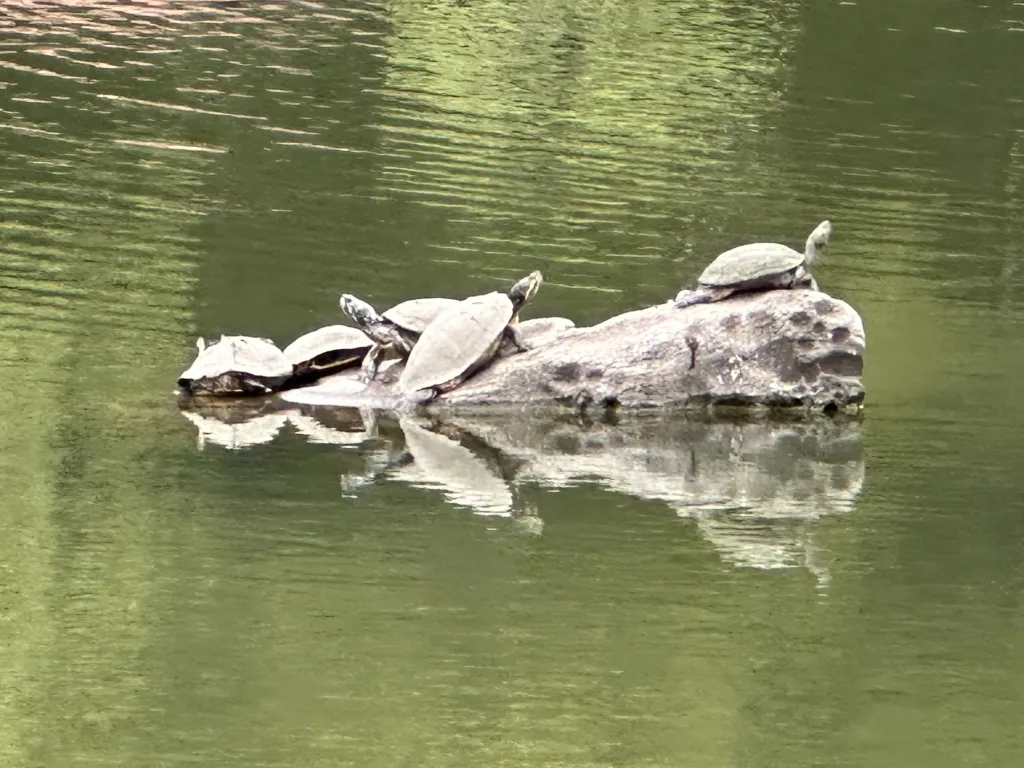 旧芝離宮恩賜庭園の亀