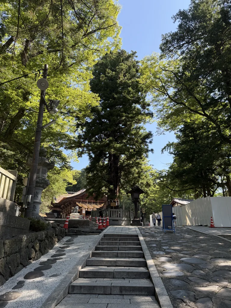 下社秋宮の根入りの杉