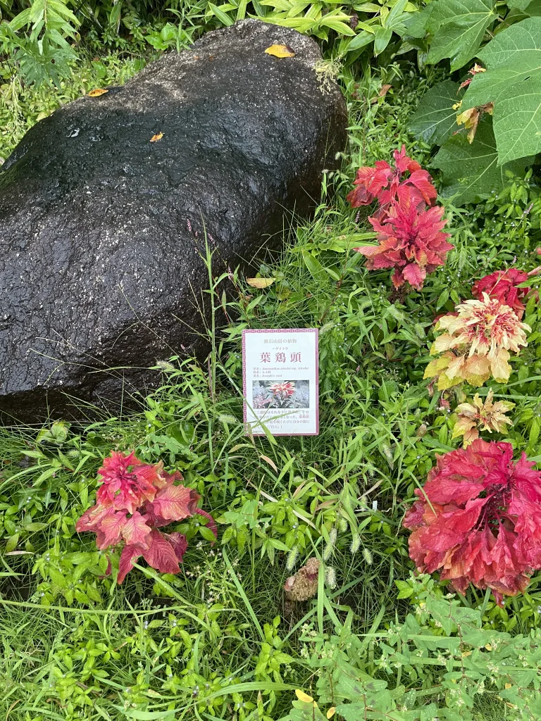 漱石の花