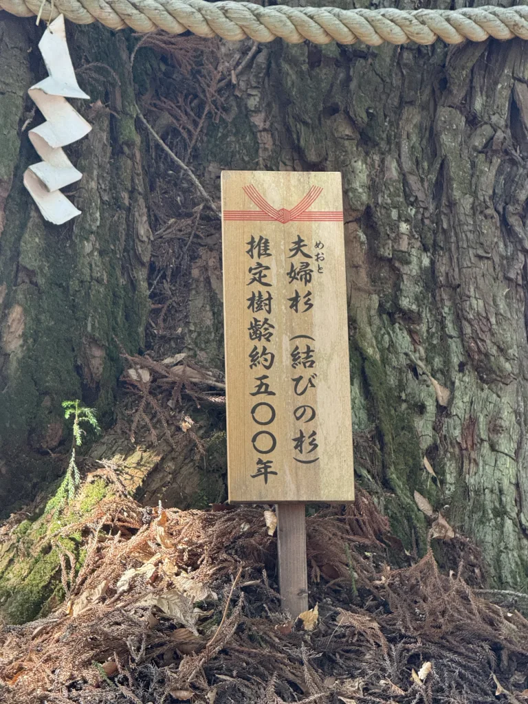 火之御子社の夫婦杉