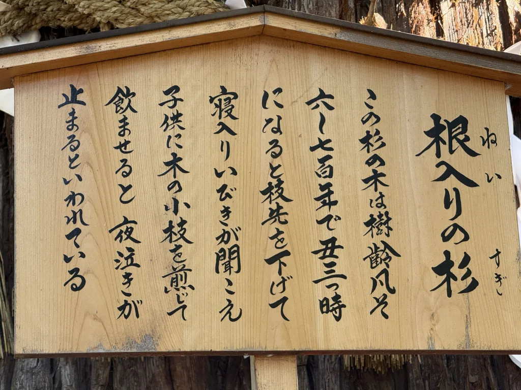 下社秋宮の根入りの杉の説明